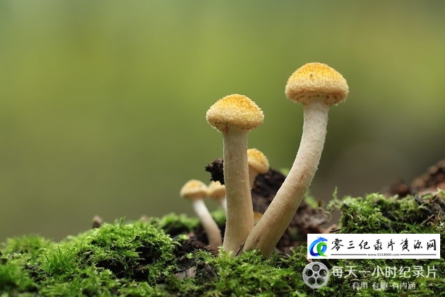 人文地理纪录片《采集部落》下载-零三纪录片资源网