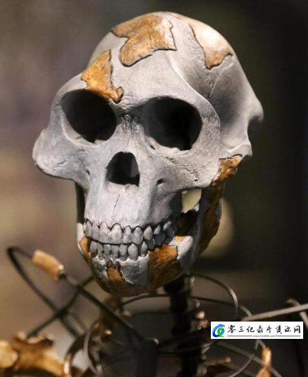 科学纪录片《地平线系列：进化缺环 Horizon: The Missing Link》下载-零三纪录片资源网