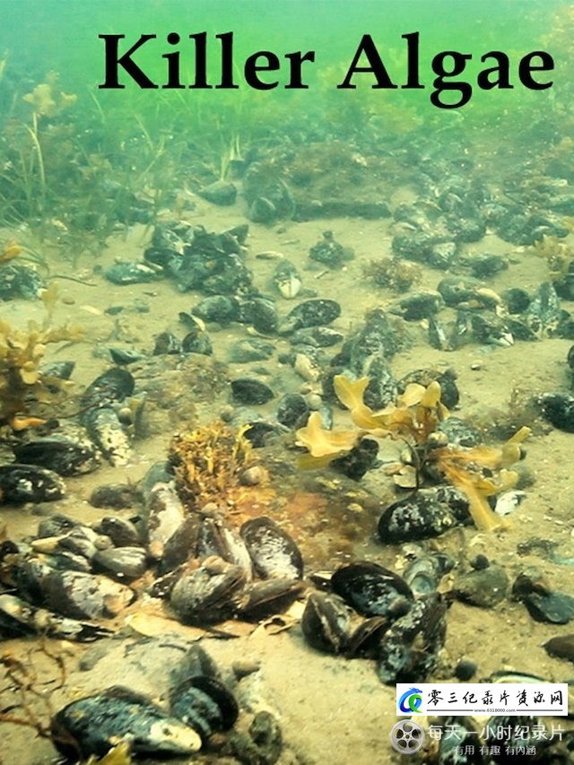 自然纪录片《杀手藻 Killer Algae》下载-零三纪录片资源网