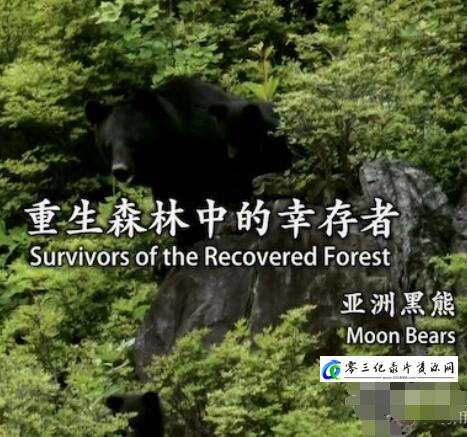 重生森林中的幸存者——亚洲黑熊 Survivors of the Recovered Forest Moon Bears的海报