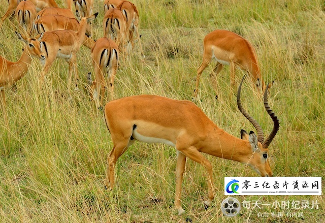 自然纪录片《羚羊宝宝历险记》下载-零三纪录片资源网