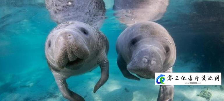 自然纪录片《海牛汉密尔顿历险记 Hamilton’s Journey: Manatees in a New Light》下载-零三纪录片资源网