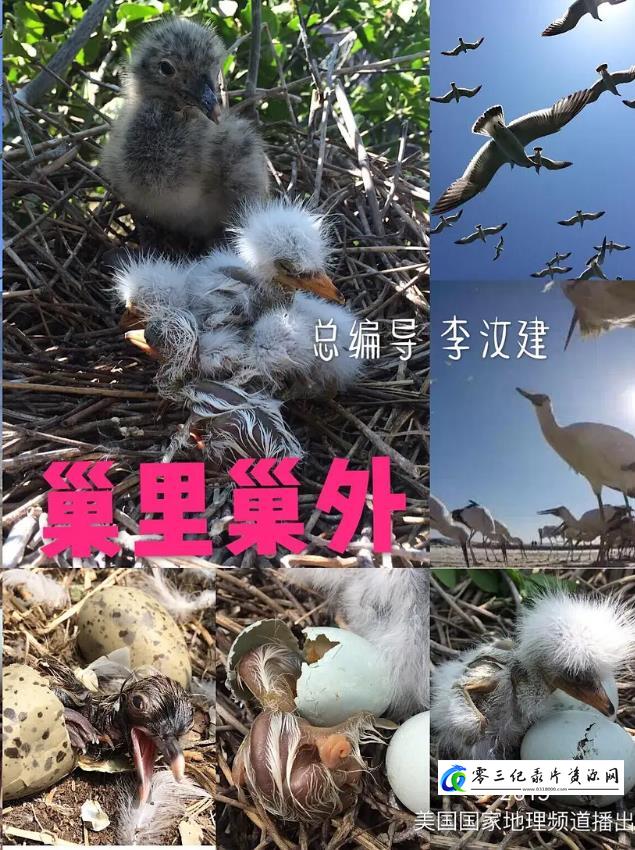 自然纪录片《巢里巢外》下载-零三纪录片资源网