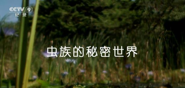 自然纪录片《虫族的秘密世界》下载-零三纪录片资源网