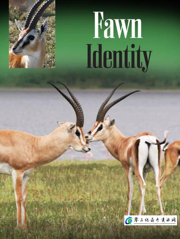 自然纪录片《非洲小鹿 Fawn Identity》下载-零三纪录片资源网