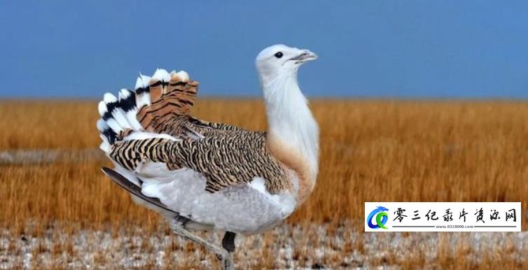 自然纪录片《图牧吉的等待》下载-零三纪录片资源网