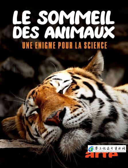自然纪录片《大自然中的睡眠 Le sommeil des animaux》下载-零三纪录片资源网