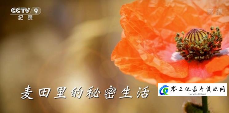 自然纪录片《麦田里的秘密生活》下载-零三纪录片资源网
