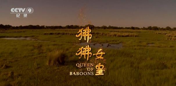狒狒女皇 Queen of the Baboons的海报