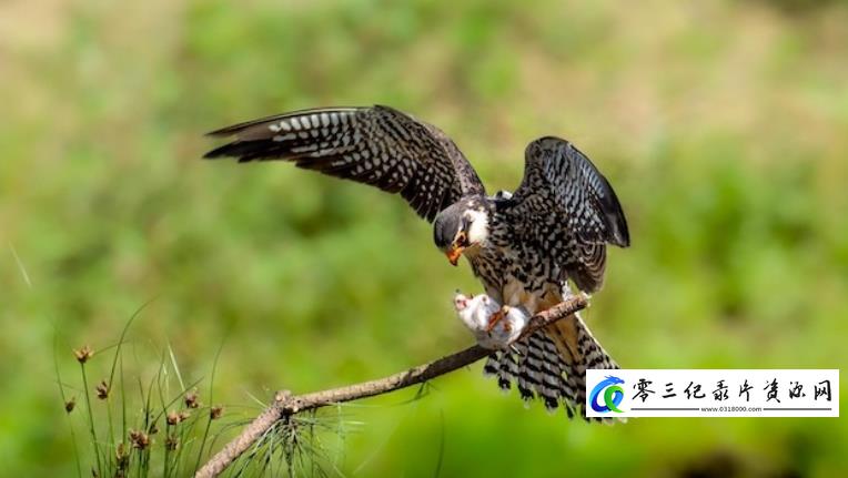 自然纪录片《天空捕手 Tales of the Avian Hunters》下载-零三纪录片资源网