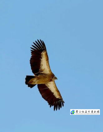 社会生活纪录片《亚洲丧葬风俗 Funeral Custom in Asia》下载-零三纪录片资源网