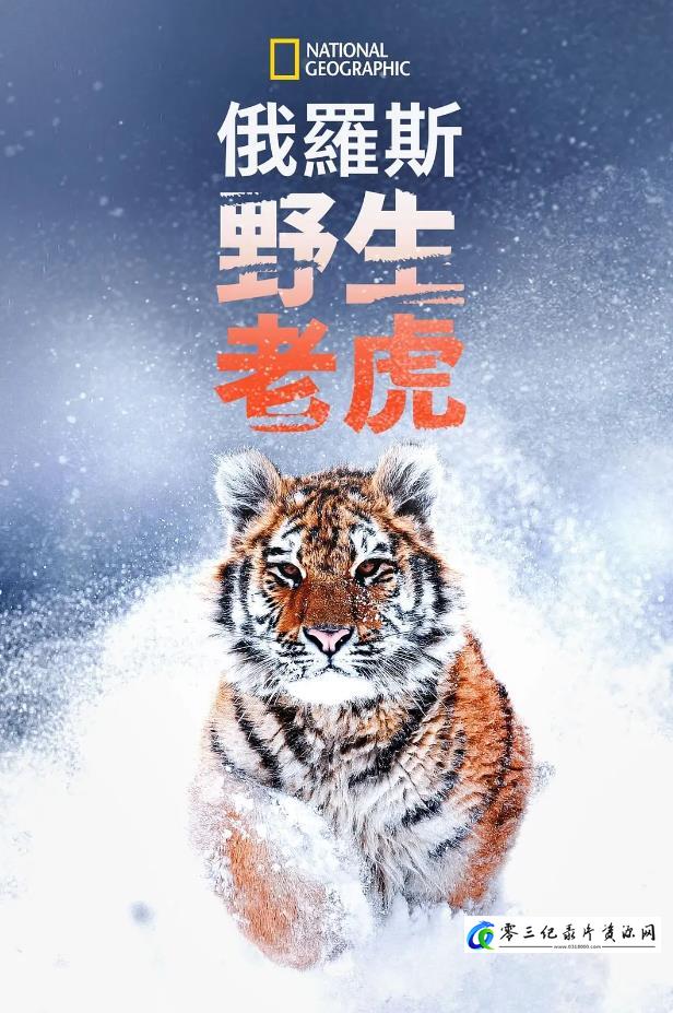俄罗斯野生老虎 Russia's Wild Tiger的海报