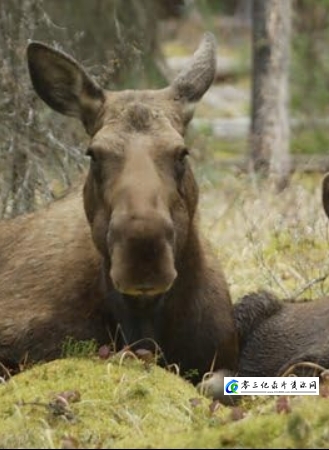 与驼鹿家庭同行 Meet the Moose Family的海报