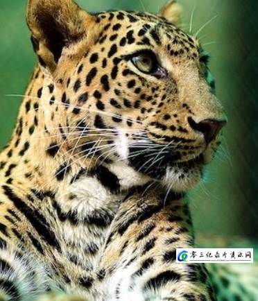 自然纪录片《花豹：21世纪大猫 Natural World – Leopards: 21st Century Cats》下载-零三纪录片资源网