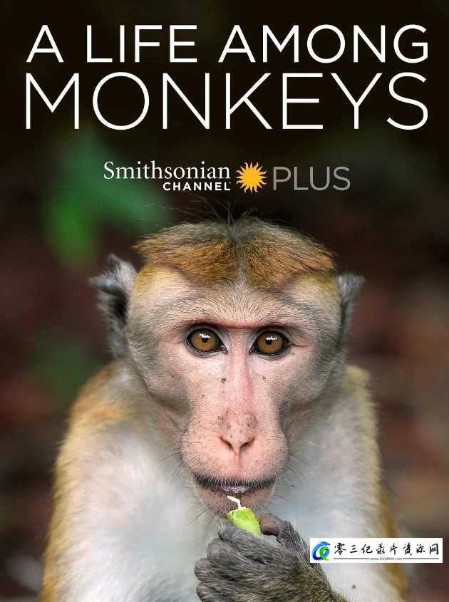 自然纪录片《猴群中的生活 A Life Among Monkeys》下载-零三纪录片资源网