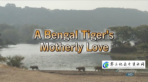 自然纪录片《孟加拉虎的母爱 A Bengal Tiger's Motherly Love》下载-零三纪录片资源网