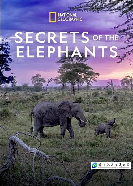 自然纪录片《大象的秘密 Secrets of the Elephants》下载-零三纪录片资源网