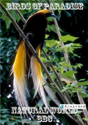 自然纪录片《天堂之鸟 Birds of Paradise》下载-零三纪录片资源网