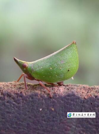 自然纪录片《昆虫变身秀 Mimic Treehoppers》下载-零三纪录片资源网