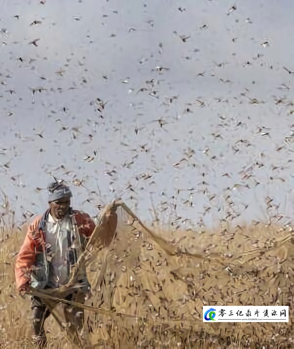 牧鸡治蝗 牧鸡治蝗的海报