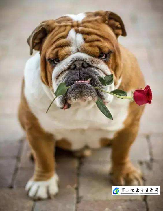 拯救英国斗牛犬 Saving the British Bulldog的海报