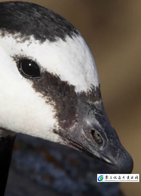 生命之旅2017 生命之旅2017的海报