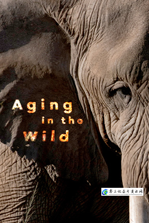 自然纪录片《荒野生命之歌 Aging in the Wild》下载-零三纪录片资源网