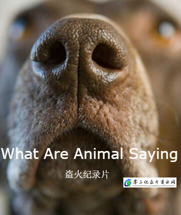 自然纪录片《动物妙语 What Are Animal Saying》下载-零三纪录片资源网