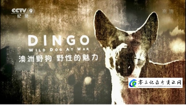 自然纪录片《澳洲野狗：野性的魅力 Dingo: Wild Dog at Wa》下载-零三纪录片资源网