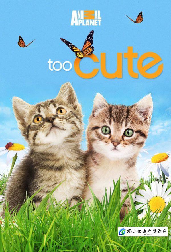 萌宠成长记 全6季 Too Cute的海报