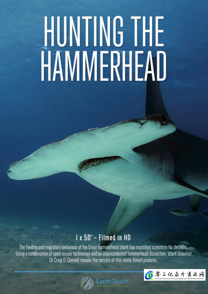 自然纪录片《探秘无沟双髻鲨 Hunting the Hammerhead》下载-零三纪录片资源网