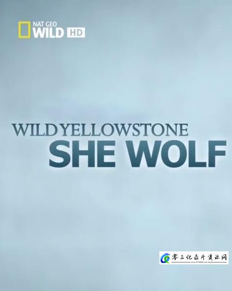 自然纪录片《黄石公园的母狼王 Wild Yellowstone: She Wolf》下载-零三纪录片资源网