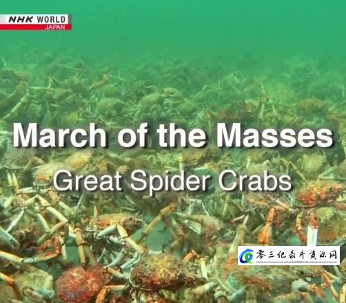 蜘蛛蟹军团 March of the Masses: Great Spider Crabs的海报