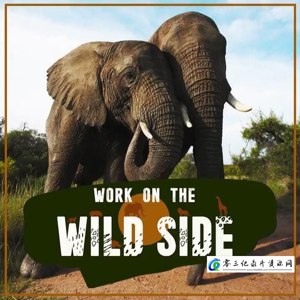 自然纪录片《野生大营救 第一季 Work on the Wild Side Season 1》下载-零三纪录片资源网