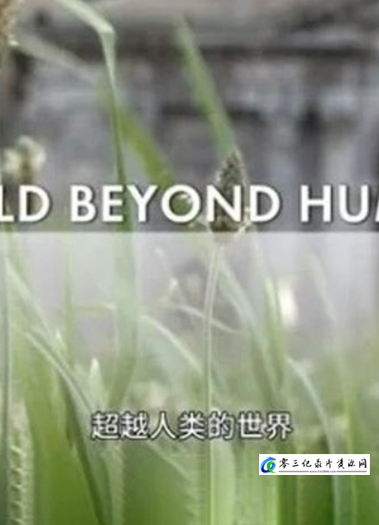 超越人类的世界 A World Beyond Humans的海报