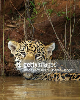 巴西秘境-潘塔纳尔 wild Pantanal的海报