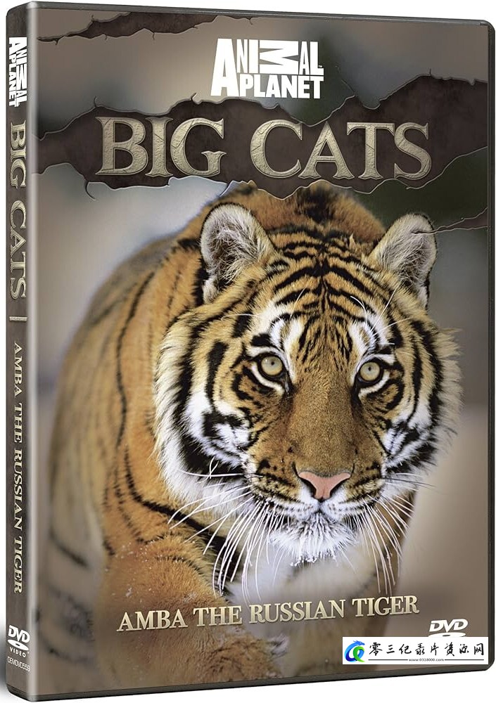 自然纪录片《安巴：俄罗斯之虎 Amba: The Russian Tiger》下载-零三纪录片资源网