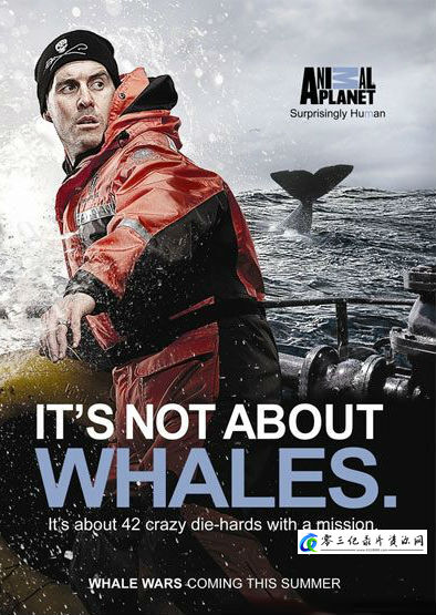 鲸鱼大战 第三季 Whale Wars Season 3/护鲸大战的海报