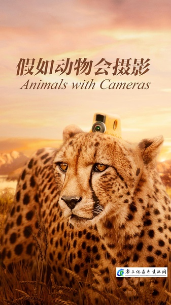 自然纪录片《假如动物会摄影 三集全 Animals with Cameras》下载-零三纪录片资源网