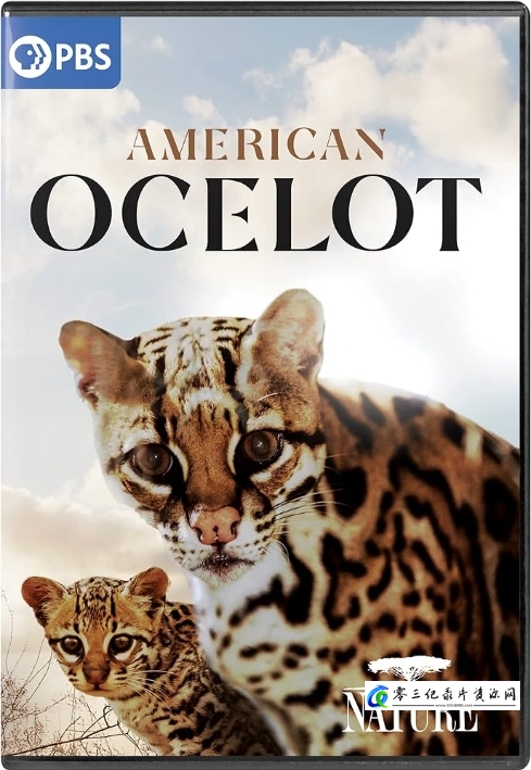 美国豹猫 American Ocelot的海报