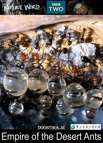 探索纪录片《自然世界：蚂蚁帝国 The Nature World: Empire of the Ants》下载-零三纪录片资源网