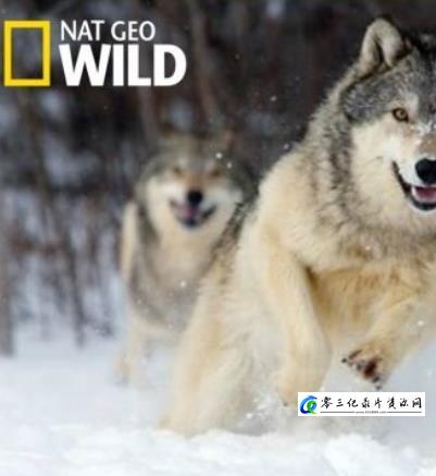 自然纪录片《荒野远征：狼群探索/走进狼群 Inside The Wolf Pack》下载-零三纪录片资源网