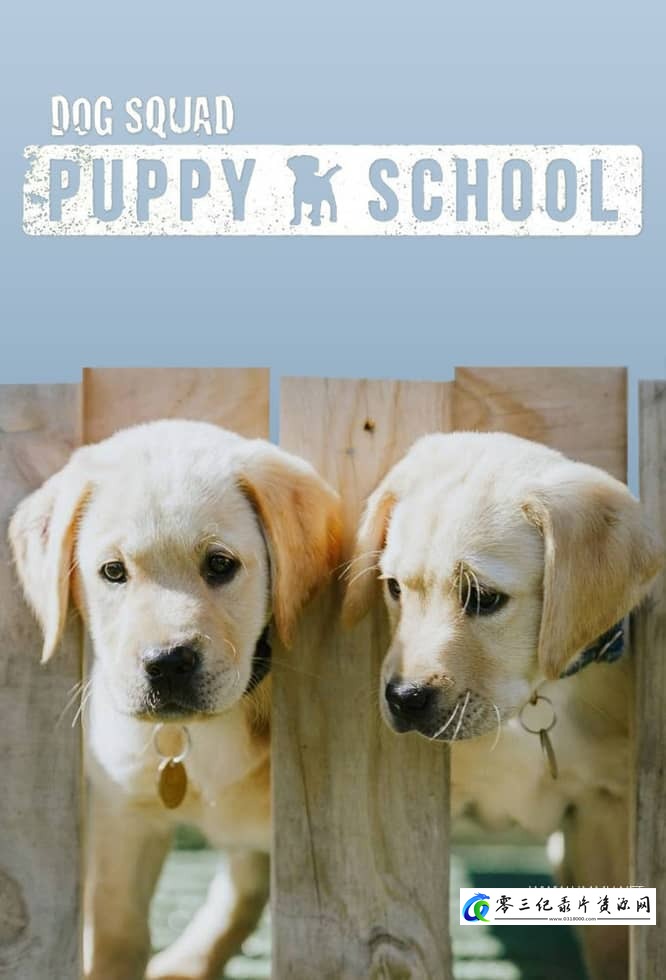 狗狗学校 Dog School的海报