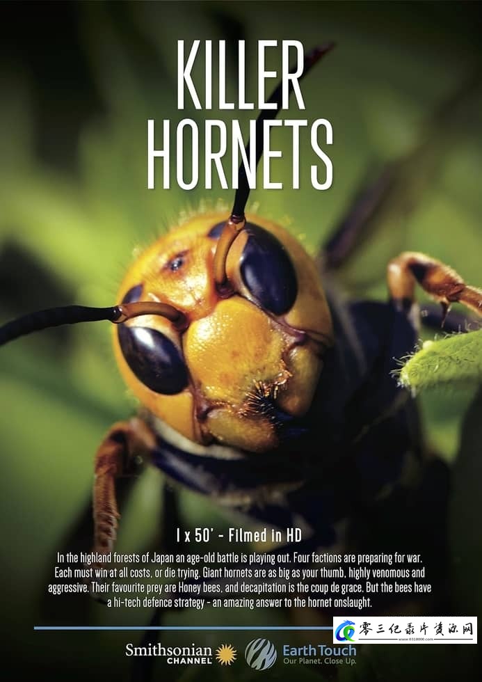 自然纪录片《大黄蜂杀手 The Killer Hornets》下载-零三纪录片资源网