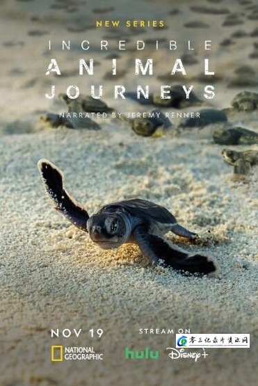 人文地理纪录片《生灵奇旅/不可思议的动物之旅 第1季 Incredible Animal Journeys》下载-零三纪录片资源网