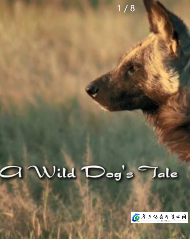 自然纪录片《野狗的传奇故事 A Wild Dog's Tale》下载-零三纪录片资源网