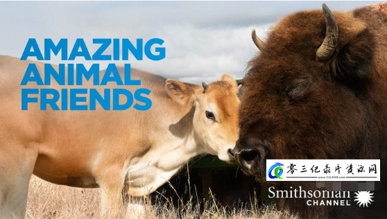 自然纪录片《神奇的动物朋友 Amazing Animal Friends》下载-零三纪录片资源网