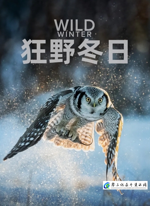 自然纪录片《狂野冬日 Wild Winter 2024》下载-零三纪录片资源网