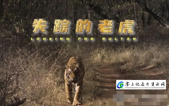 自然纪录片《失踪的老虎 Tigers:Looking for Sultan 2017》下载-零三纪录片资源网