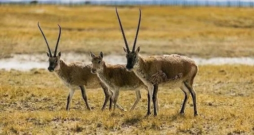 自然纪录片《藏羚羊 Tibetan Antelope 2022》下载-零三纪录片资源网